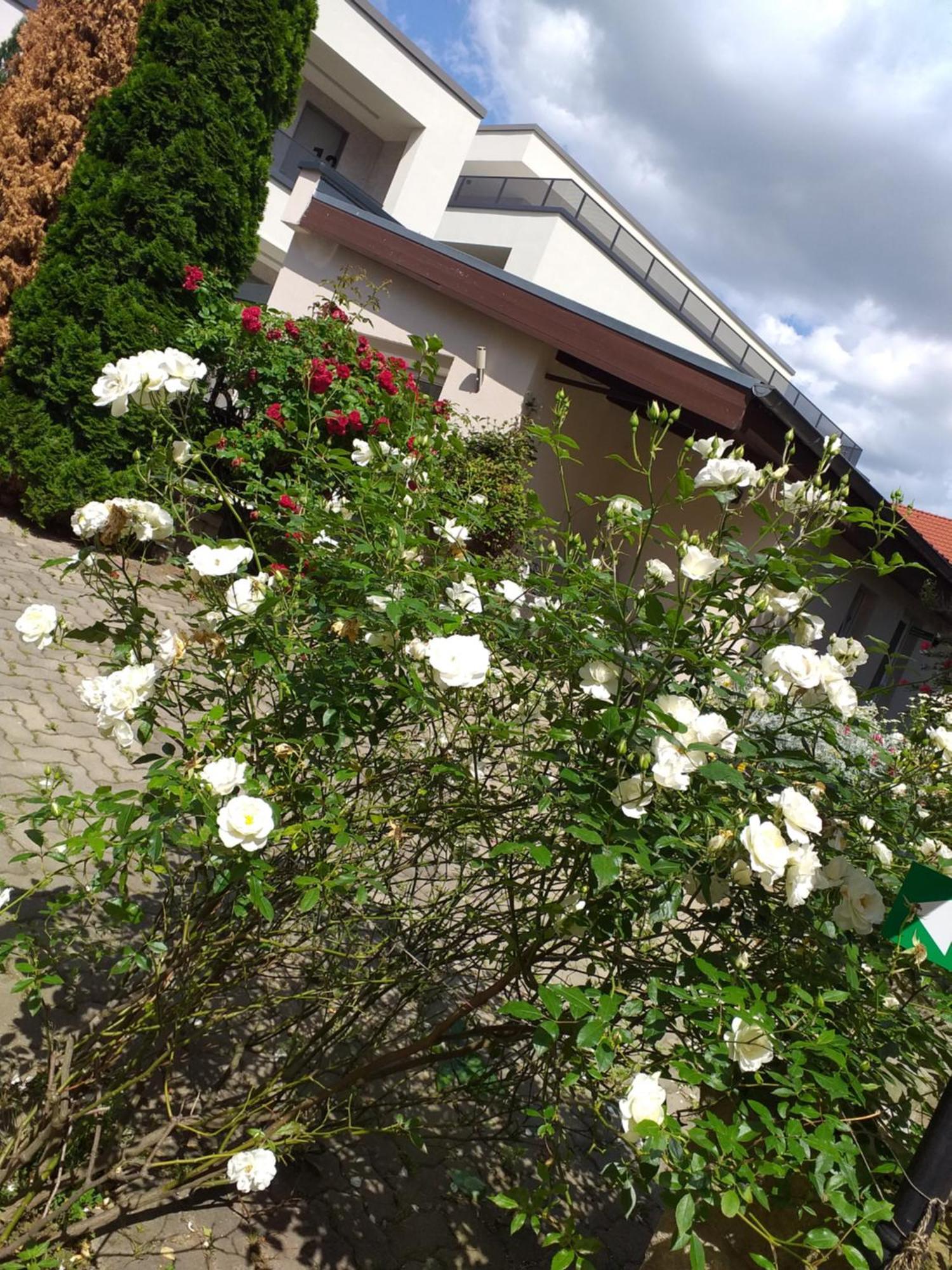 Ferienwohnungen Am Hauptplatz Pirna Dış mekan fotoğraf