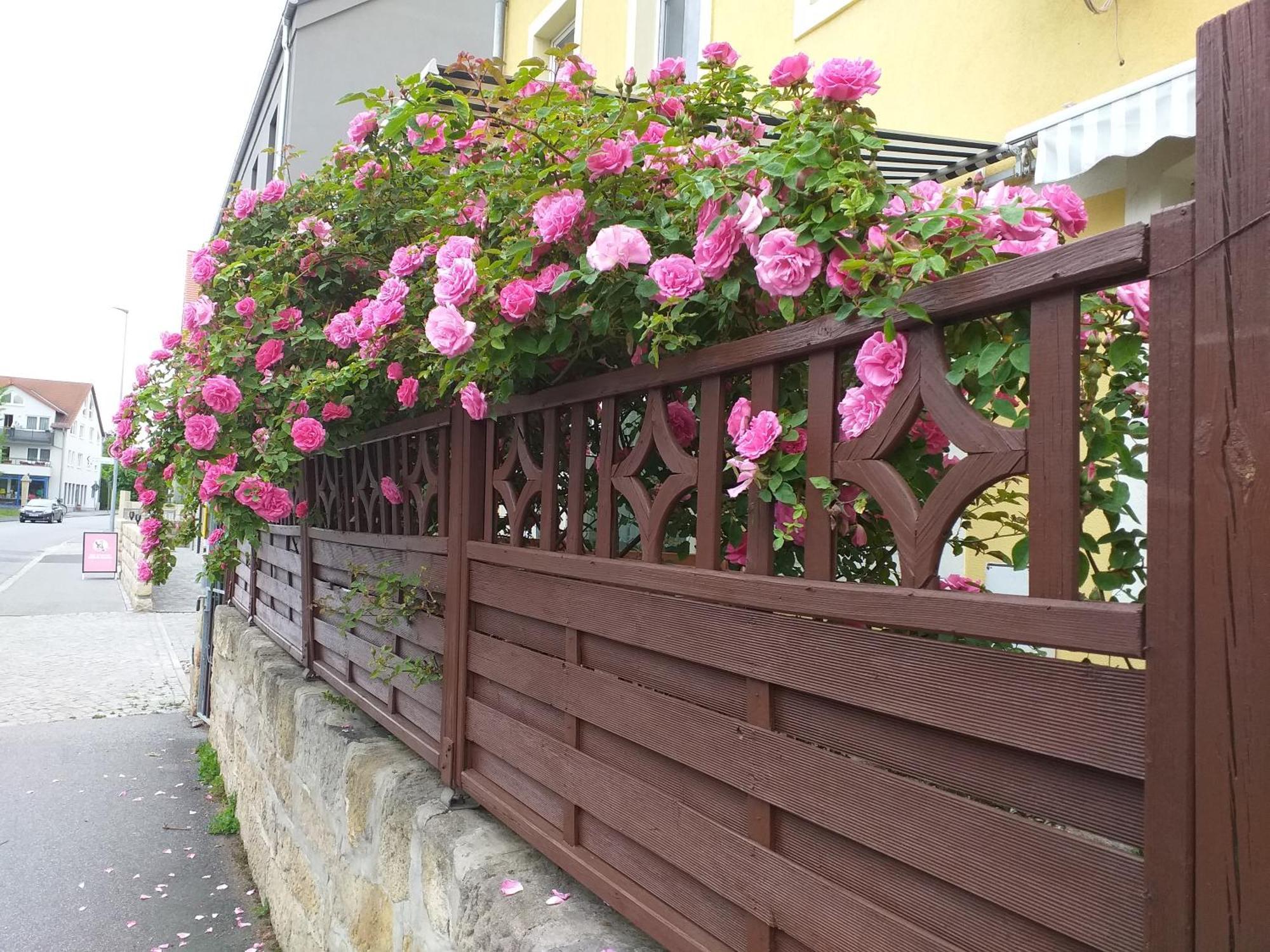 Ferienwohnungen Am Hauptplatz Pirna Dış mekan fotoğraf